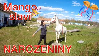 Koňské narozeniny 🎊🐎 Happy Birthday Mango ❤️
