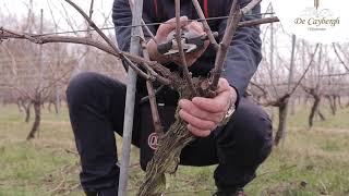 Wijndomein De Caybergh Guyot Poussard