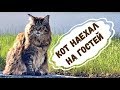 Кот Вилли наехал на гостей