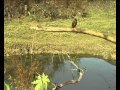 Martin pescador. El amor se paga en peces.avi