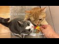 ちゅ～るしよ！3分動画_English version（いなば食品グループ）