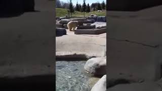 Polar bear dancing 🐻❄️ #torontozoo #polarbear #zoo #shorts