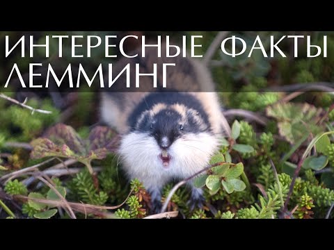 Видео: Любят ли лемминги скалы?