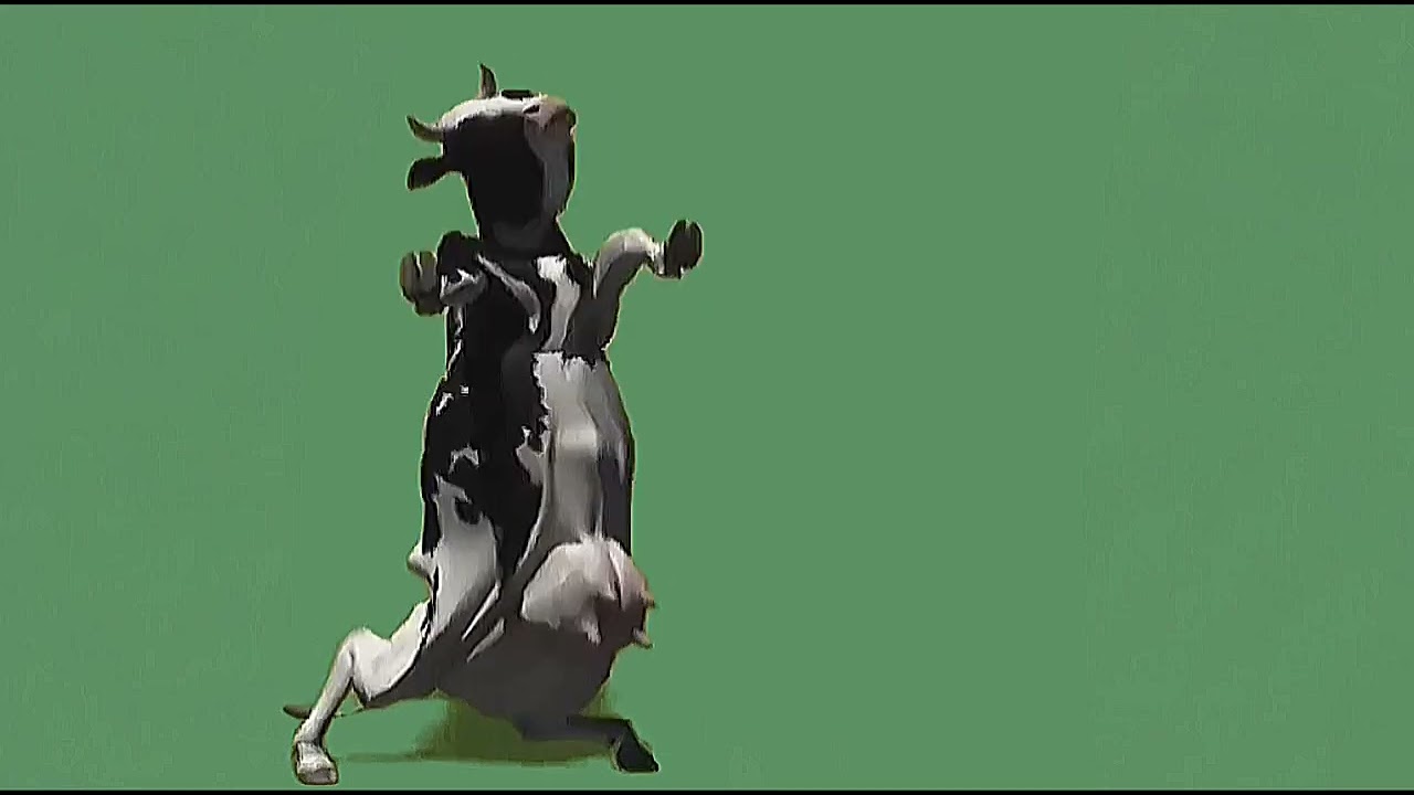 VACA FICA EM PÉ (chroma key)