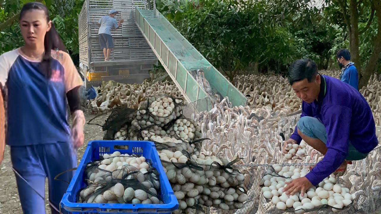 Full Video: How to transport ducks by migration truck effectively “ Nhân Vlogs Tv