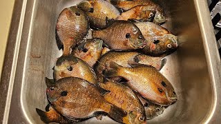 BIG BLUEGILL BONANZA!!