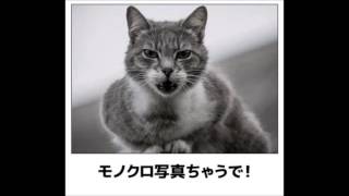 Download lagu ボケて 最新殿堂入り bokete 面白画像集 腹筋崩壊の吹いたら負け傑作集 まとめ 8 ボケて 最新殿堂入り bokete 面白画像集 腹筋崩壊の吹いたら負け傑作集 まとめ 8