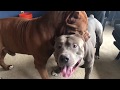 HULK Giant family Pitbull showing his son whos the BOSS