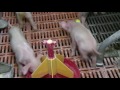 21st Century Pig Farm Eng