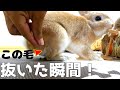 見ない方がいいかも…うさぎの毛を抜いた瞬間悲劇が…　the tragedy the moment you pull out the rabbit hair...