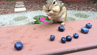 All About Riblet - Episode 4 - Hand feeding chipmunks blueberries Can Chipmunks Eat Blueberries