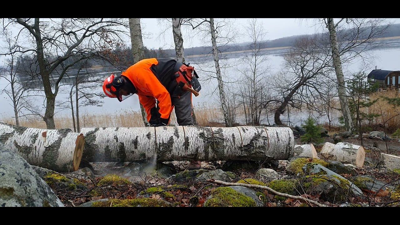Husqvarna 435 X-torq works his way through      2 cubic meters of birch part 1 🪓🌲🪵🔥🏡🇸🇪