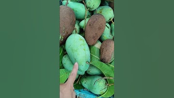 Thu hoạch xoài cốc trong lúc giá rẻ bèo #giaxoaidailoan #giaxoaidailoanhomnaymoinhat #mientay