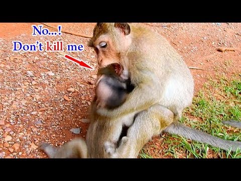 facebook games 2019 Maddie hurt Malo in hard bitting | Innocent baby Malo cries no sound cos mom doesn't share food