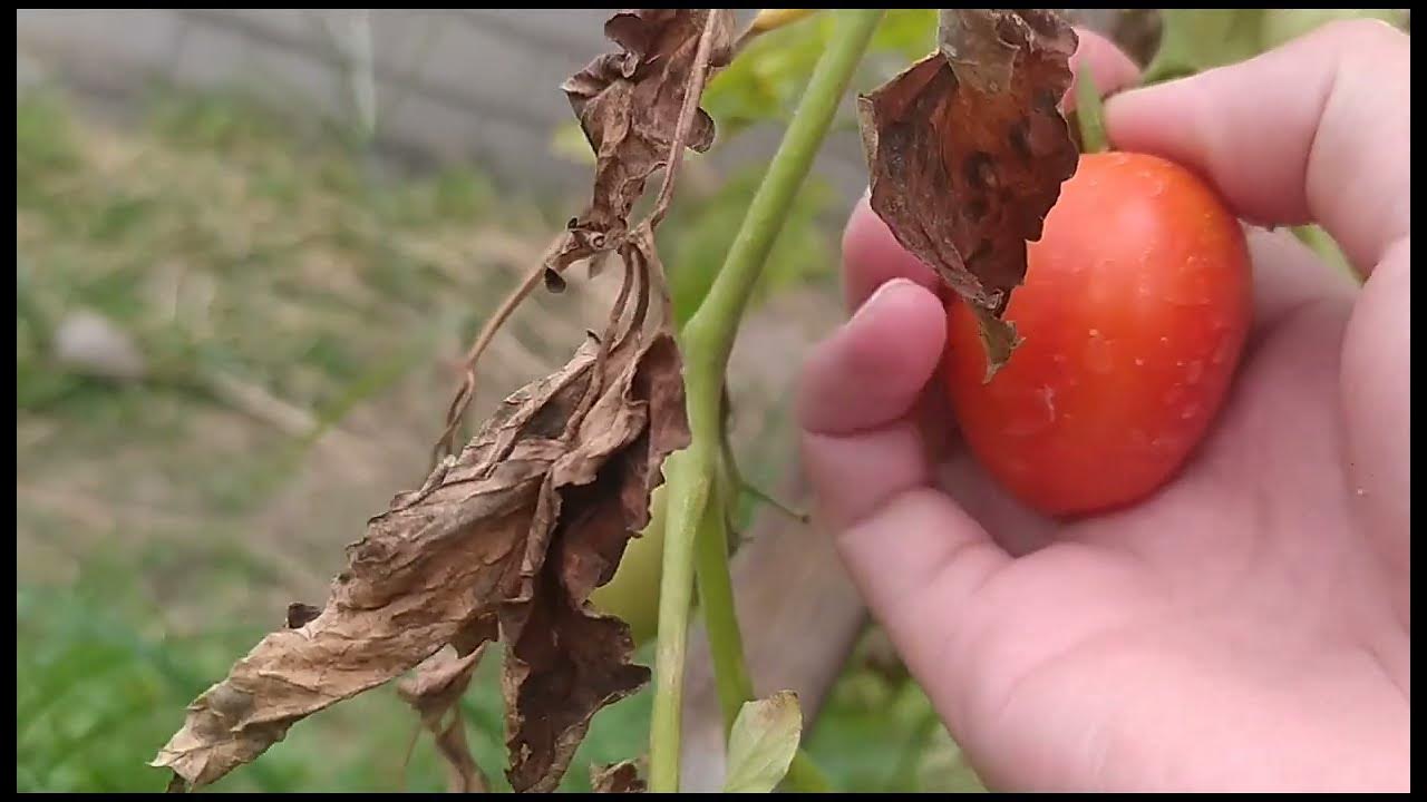 Let's harvest tomato! YouTube