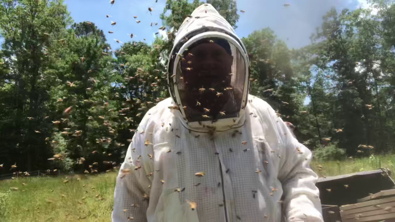 Mean bees!