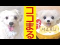 【職人技】犬用ケーキの作り方！わんわんケーキココまる