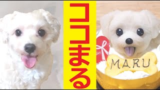 【職人技】犬用ケーキの作り方！わんわんケーキココまる