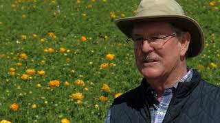 Rain and cool temperatures help the Carlsbad Flower Fields bloom
