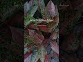 #dakwahislam #nasehatislami #islamicvideo #shortvideo #dakwah #istiqomah #storywa #virapshorts #fyp