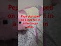 go to bed ok Peppa pig
