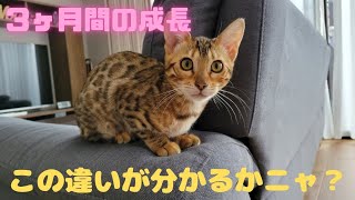 【ベンガル子猫メスver.】ミリの成長記録生後3ヶ月→5ヶ月