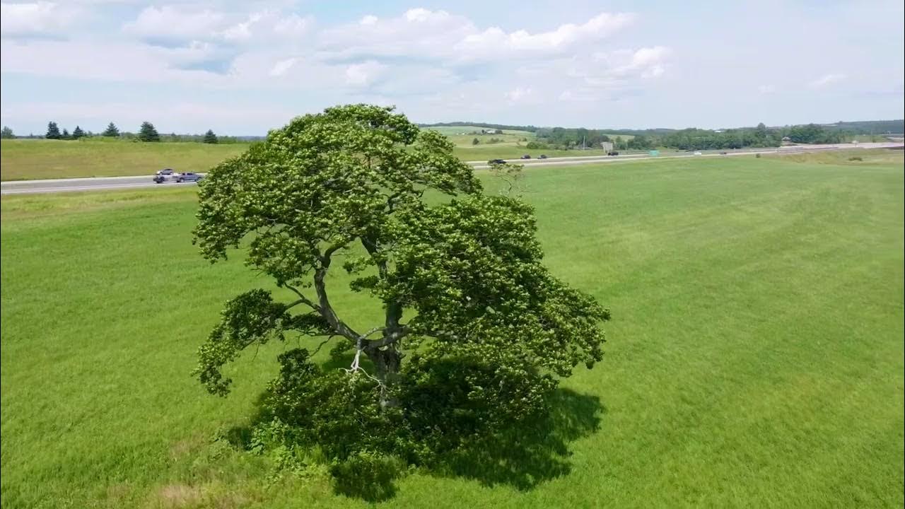 The Shubie tree, Nova Scotia! YouTube