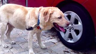 Liddy Drives to Rescue