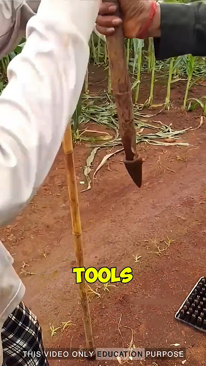 You might think these tools are for hunting: #agriculture #shortvideo #chillifarming #corn