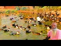 দুই মাস পালন করে দ্বিগুণ লাভ চীনা হাঁসে। Chinese duck Farming video.