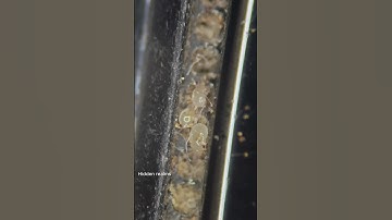 Smart phone under the microscope #microscope #science