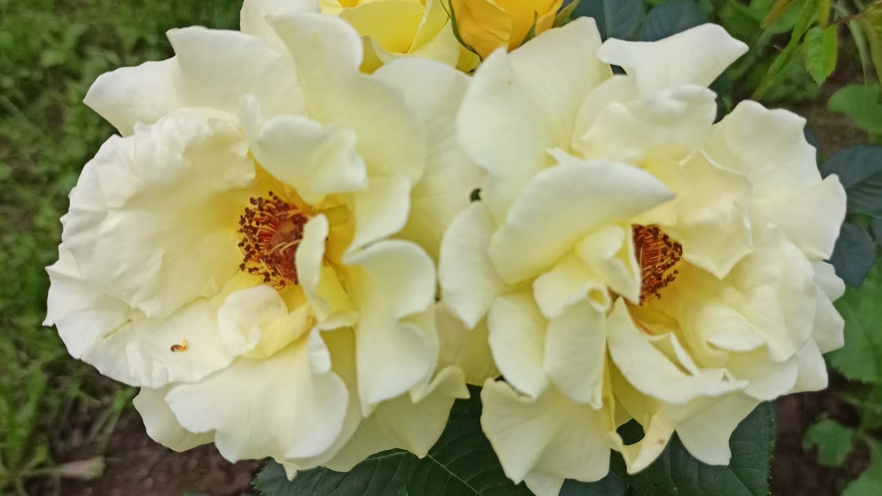 Розы Кордеса. Лихткенигин Лючия (шраб).