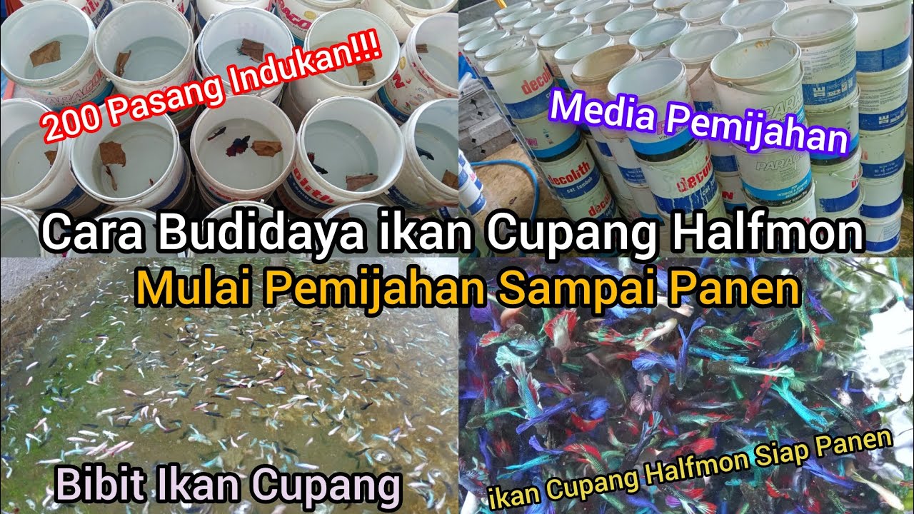 Pemijahan Ikan Cupang Sangatlah Mudah Dari Mulai Breeding Sampai Panen Terbaru 2025 #Breedingcupang 
