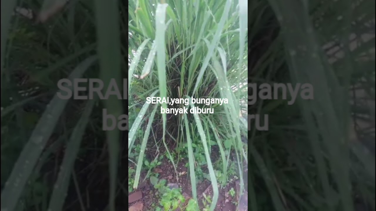 SERAI, tanaman rempah yang beraroma khas dan bunganya banyak diburu karena dianggap punya khasiat