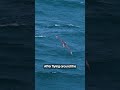 Where you can see more than 1 million albatrosses