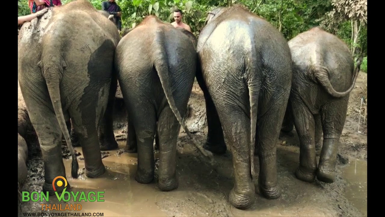 Elephant Buttocks Stock Photo. Image Of Tail, Nature - 28917886