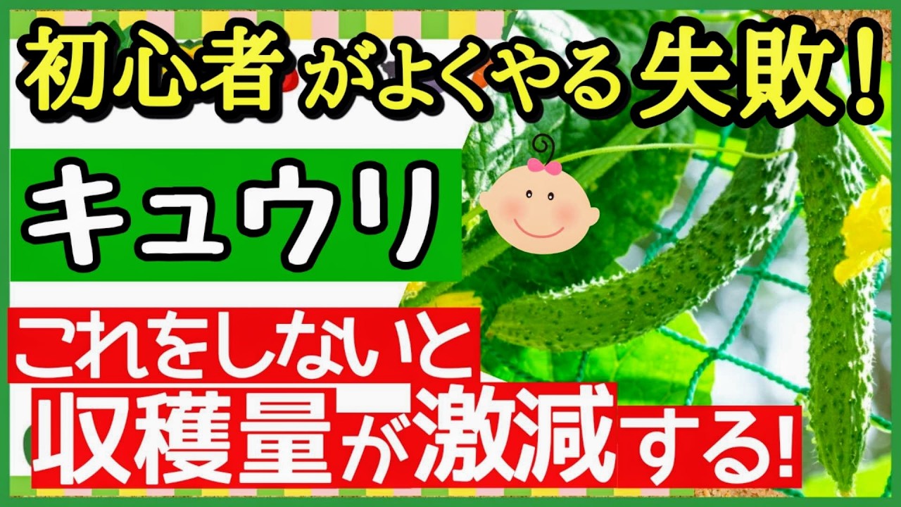 【キュウリ】家庭菜園でも驚くほど収穫できる最強のコツを徹底解説！プランターOK♪初心者・きゅうりの育て方【植え付け～収穫まで】