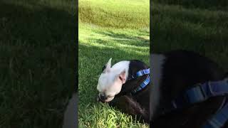 Mi Boston Terrier,hace algo inesperado.My Boston Terrier does something unexpected