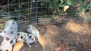 Mini pig babies for sale
