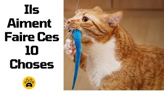 LES CHOSES QUE LES CHATS AIMENT FAIRE  👉Top 10 des choses que les chats adorent by HistoireDesAnimaux 529 views 6 months ago 2 minutes, 45 seconds