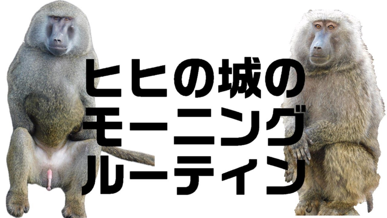 特別公開！ヒヒの城のモーニングルーティン！