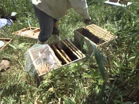 تسكين خلية تربية الملكات مع وضع حاجز ملكات عمودي