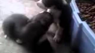 bloodhound mix