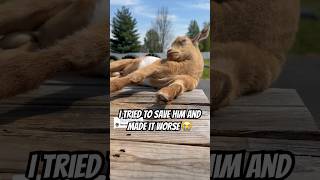I tried to save him and made it worse 😭#goats #nigeriandwarfgoats #pets Net Worth