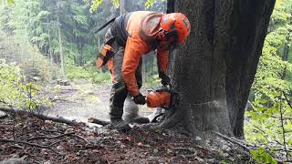 Working in forest- felling big🌳