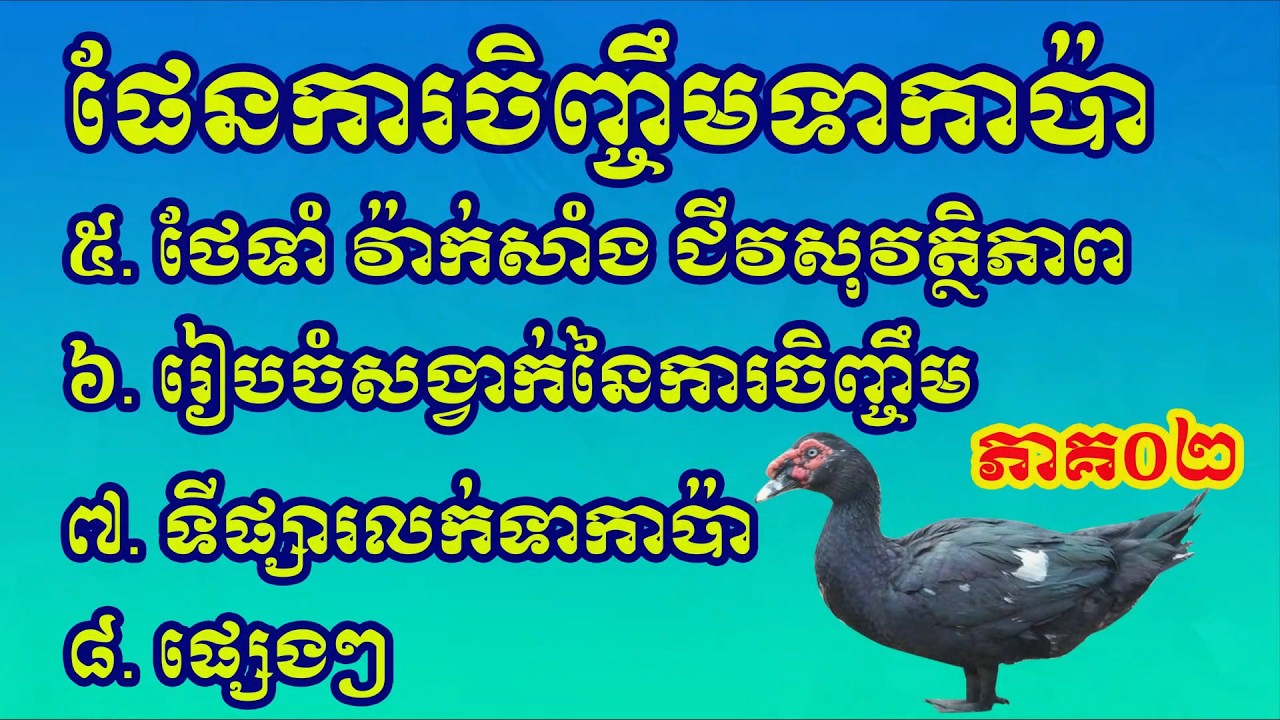 ផែនការចិញ្ចឹមទាកាប៉ាទទួលបានជោគជ័យ 2