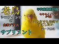 老鳥 シニアインコの食事 プラスサプリメント 甲状腺機能問題　ヨード酵母試してみました