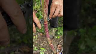 My Son Really Likes Watching This Video ：Eating Fallopia Japonica /Polygonum Cuspidatum