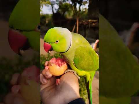 #parrot #parrotspeak #funny