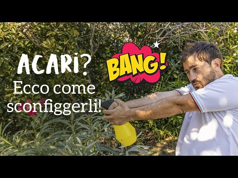 Video: Acari Di Ragno Nella Serra E Come Affrontarli